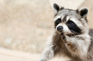 "Sorry Mr. Raccoon, but it's time to find a new home. " Keep your chimneys free from wild animals.