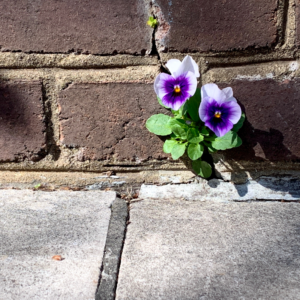 Addressing Springtime Chimney Leaks - Charlotte NC - Winstons flower