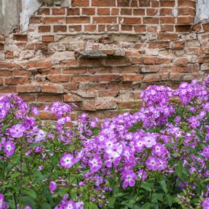 broken down brick wall with purple flowers growing in front of it