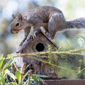 a gray squirrel on top of a small, wooden bird house